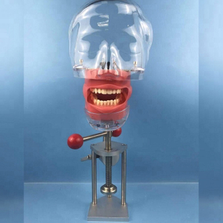 Equipo de laboratorio / momodel de cabeza fantasma dental compatible con Nissin