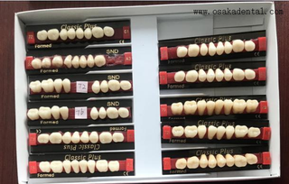 Dientes de resina dental de calidad europea dientes traseros Osa-dientes-UE