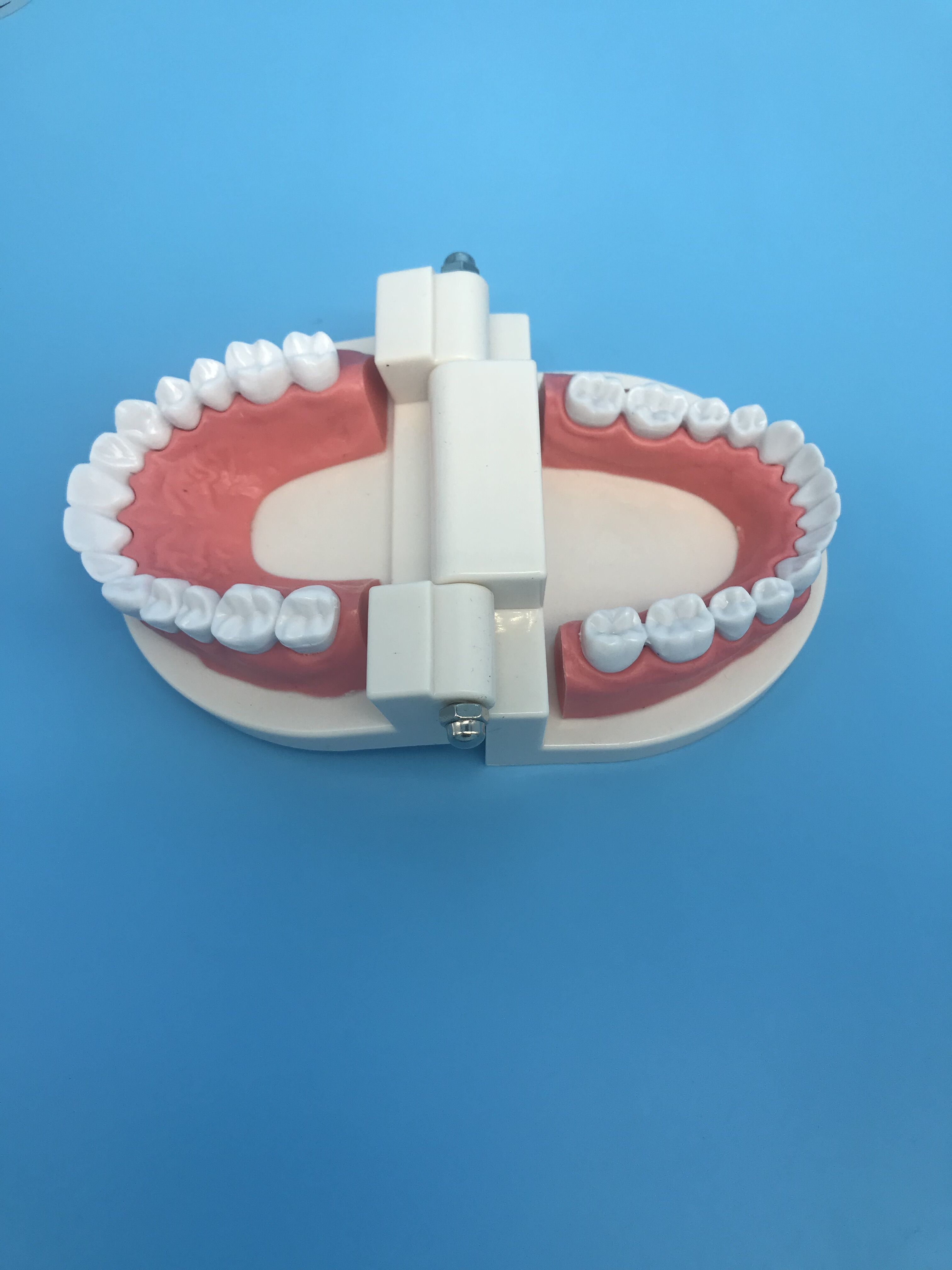 Modelo De Estudio De Dientes De Ortodoncia Dental Para La Enseñanza ...